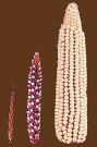 Cornselection